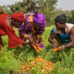2026 - International Year of the Woman Farmer