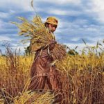 A woman reaps wheat crops during the harvest season near Raispur village in Ghaziabad district of Uttar Pradesh. (PTI Photo/Arun Sharma)
