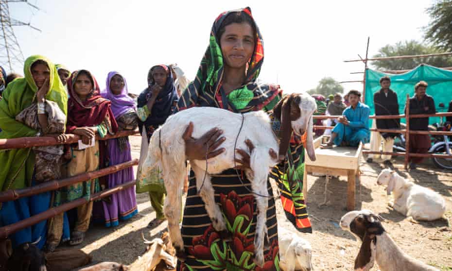 Rozina Ghulam Mustafa sells her goats for the first time at the women-led Marui livestock market in Sindh, Pakistan. Photograph: Khaula Jamil/The Guardian