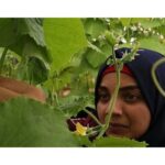 Gaza - Women-Led Agribusinesses - A Cornerstone of Community Food Resilience